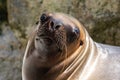 The South American sea lion, Otaria flavescens in the zoo Royalty Free Stock Photo