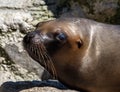 The South American sea lion, Otaria flavescens in the zoo Royalty Free Stock Photo