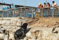 South American Sea Lion