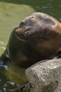 South American Sea lion Royalty Free Stock Photo