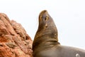 South American Sea lion relaxing on rocks of Ballestas Islands in Paracas National park,Peru. Royalty Free Stock Photo