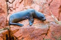 South American Sea lion relaxing on rocks of Ballestas Islands in Paracas National park,Peru. Royalty Free Stock Photo