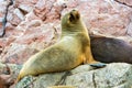 South American Sea lion relaxing on rocks of Ballestas Islands in Paracas National park,Peru. Royalty Free Stock Photo