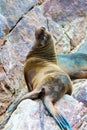 South American Sea lion relaxing on rocks of Ballestas Islands in Paracas National park,Peru. Royalty Free Stock Photo