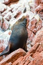 South American Sea lion relaxing on rocks of Ballestas Islands in Paracas National park,Peru. Royalty Free Stock Photo
