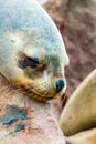 South American Sea lion relaxing on rocks of Ballestas Islands in Paracas National park,Peru. Royalty Free Stock Photo