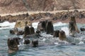 South american sea lions swimming in Pacific ocean