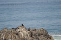 South American sea lions and guanay cormorants in the background. Royalty Free Stock Photo