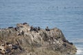 South American sea lions and guanay cormorants in the background. Royalty Free Stock Photo