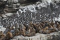 South american sea lions and Guanay cormorants