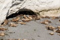 South American Sea Lions Lazy In The Sun