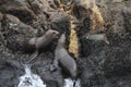 South american sea lions