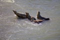 South American sea lions Otaria flavescens on the beach at Punta Loma, Argentina Royalty Free Stock Photo