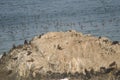 South American sea lions Otaria flavescens and guanay cormorants Leucocarbo bougainvillii in the background. Royalty Free Stock Photo