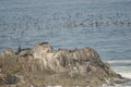 South American sea lions Otaria flavescens and guanay cormorants Leucocarbo bougainvillii in the background. Royalty Free Stock Photo