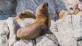 South American sea lions Otaria flavescens Royalty Free Stock Photo