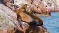 South American sea lions Otaria flavescens Royalty Free Stock Photo