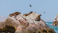 South American sea lions Otaria flavescens Royalty Free Stock Photo