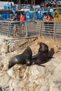 South American Sea Lions