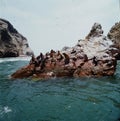 South American Sea lions relaxing on rocks of Ballestas Islands in Paracas National park,Peru. Flora and fauna