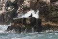 South American Sea lions resting on rock off the coast of Peru