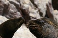 South american sea lions on rock