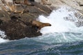 South american sea lions on rock