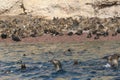 South american sea lions on rock