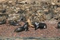 South american sea lions on rock