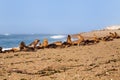 South American sea lions and seals