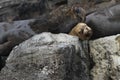 South american sea lions sleeping