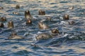 South american sea lions swimming in Pacific ocean