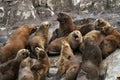 South American sea lions, Tierra del Fuego