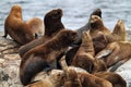 South American sea lions, Tierra del Fuego