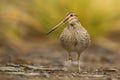 South American snipe walking on the rocks