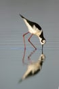 South American stilt