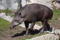 South american tapir