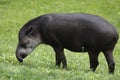 South american tapir