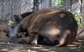 The South American tapir,