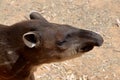 The South American tapir, Brazilian tapi, lowland tapir or anta