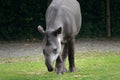 South American Tapir grazing on green grass Royalty Free Stock Photo