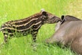South american tapir