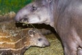 South American tapir mother and her baby Royalty Free Stock Photo