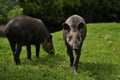 South american tapir in the nature habitat