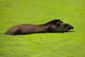 South American tapir Tapirus terrestris Royalty Free Stock Photo