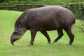 South American tapir Tapirus terrestris Royalty Free Stock Photo