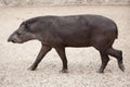 South American tapir Tapirus terrestris Royalty Free Stock Photo
