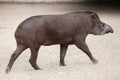 South American tapir Tapirus terrestris