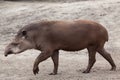 South American tapir (Tapirus terrestris) Royalty Free Stock Photo