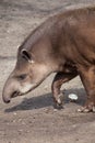 South American tapir (Tapirus terrestris) Royalty Free Stock Photo